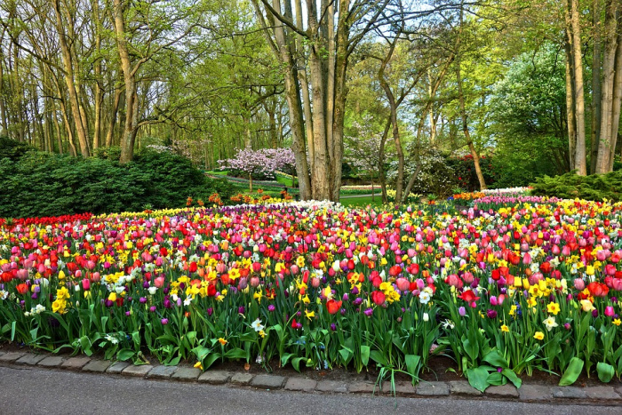 KEUKENHOF - 961 KEUKENHOF - 961