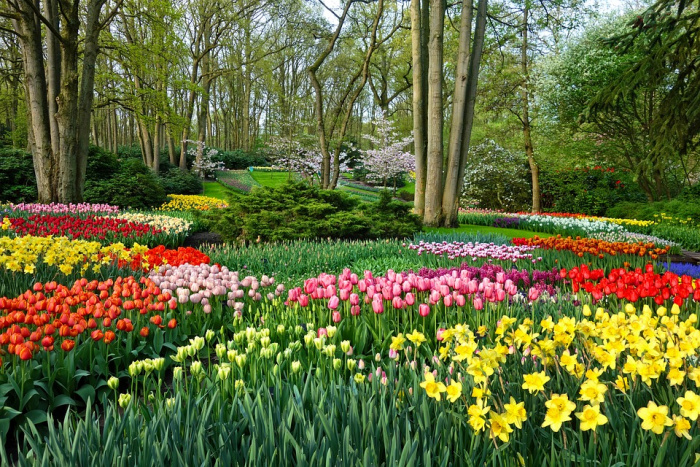 KEUKENHOF - 962 KEUKENHOF - 962