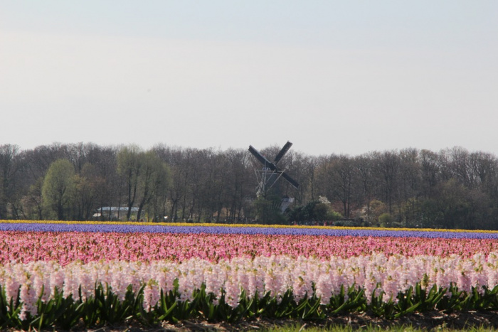 KEUKENHOF - 963 KEUKENHOF - 963
