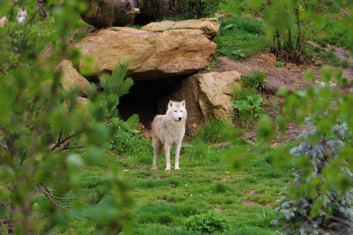 WEEK END CHATEAUX DE LA LOIRE ET ZOO DE BEAUVAL - 1001