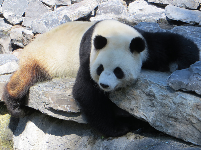 Pairi Daiza Pairi Daiza